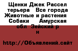 Щенки Джек Рассел терьера - Все города Животные и растения » Собаки   . Амурская обл.,Зейский р-н